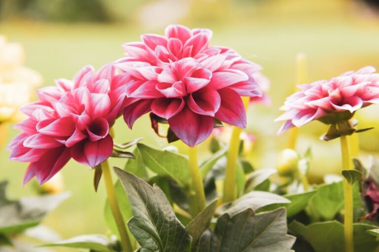 Dahlia pinnata: The Captivating Aztec Dahlia - Caliber Magazine